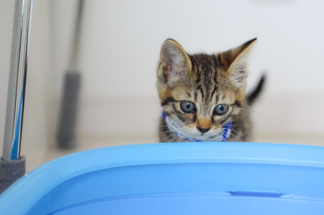 �L�̂���